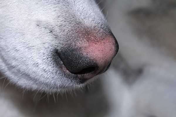 Up close of a dog with pink snow nose