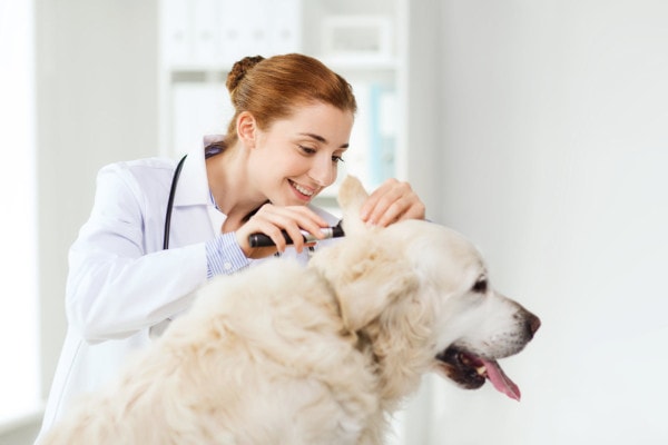 Veterinarian looking into a dogs ear