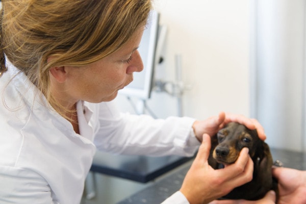 Veterinarian looking at a dog's eye
