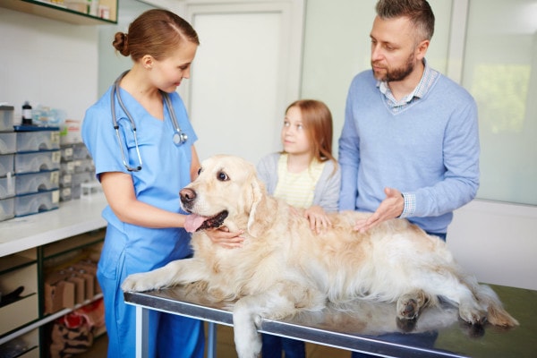 Veterinarian talking to owners about their dog