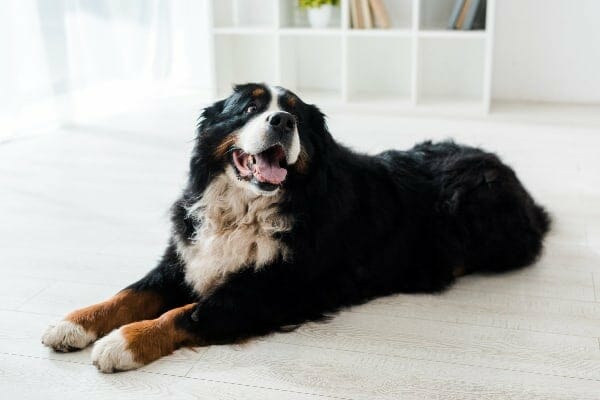 Bernese Mountain Dog laying down, photo