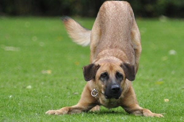 Dog playing in field, photo