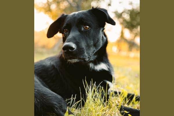 Black dog laying down in field, photo