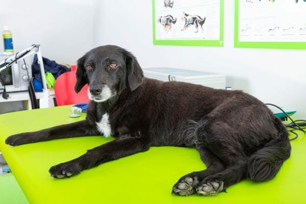 black dog laying down on table, photo