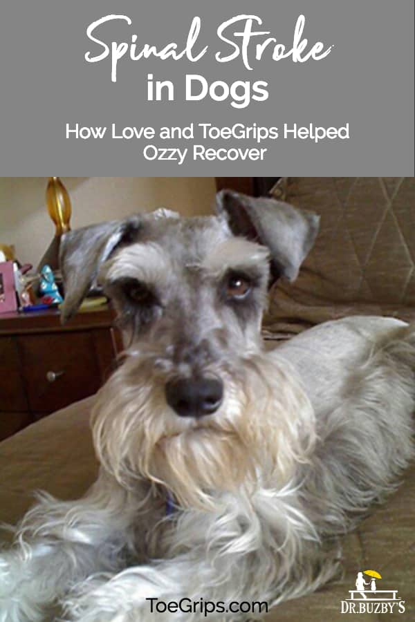 schnauzer on bed and title Spinal Stroke in Dogs How Love and ToeGrips® dog nail grips Helped Ozzy Recover