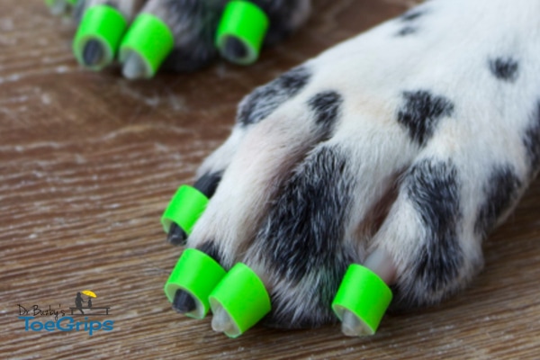 Dog with spotted paws wearing Dr. Buzby's Toe Grips to stop dog slipping on floor, photo