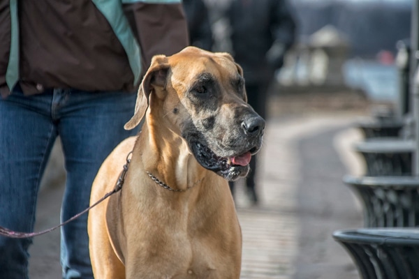 Senior Great Dane out on a walk with his owner, photo