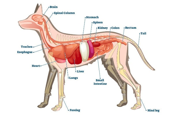 Diagram of the anatomy of the dog showing where the spleen sits in the dog's abdomen, photo