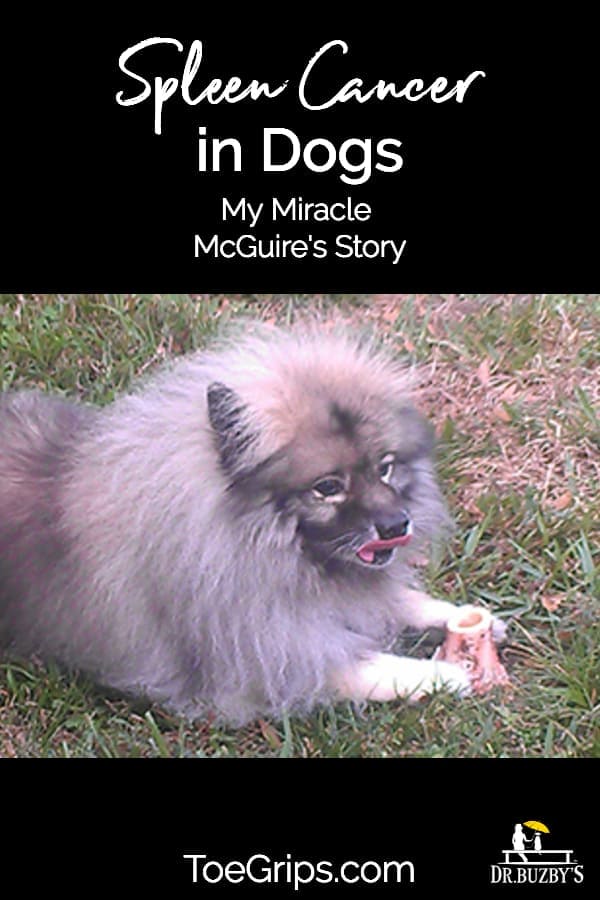Dog on grass and title Spleen Cancer in Dogs My Miracle McGuire's Story 