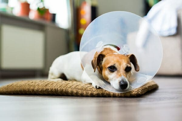 Jack Russell Terrier wearing an e-collar, which is part of the recovery from a splenectomy, photo