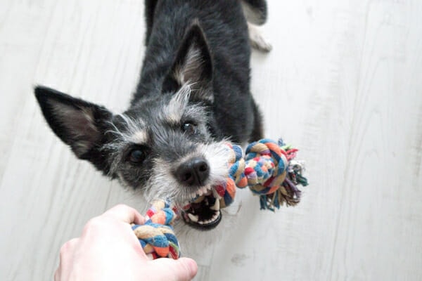 Schnauzer playing with a rope dog toy, photo