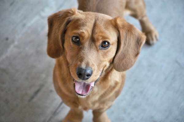 Dog panting and looking up happily as if asking, "Can a dog live without a spleen?", photo