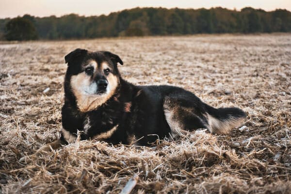 Senior Shepherd Mix lying down in a field, photo