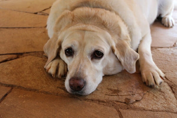 Senior Yellow Labrador Retriever lying down on the patio, photo