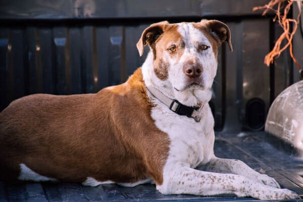 Pit Bull Mix lying down in the back of a truck, photo