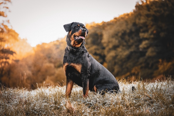 Rottweiler sitting out in a field at sunset
