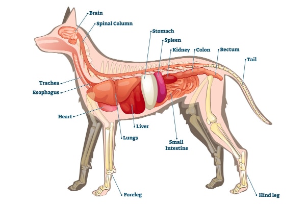 Anatomy of the dog showing the dog spleen 