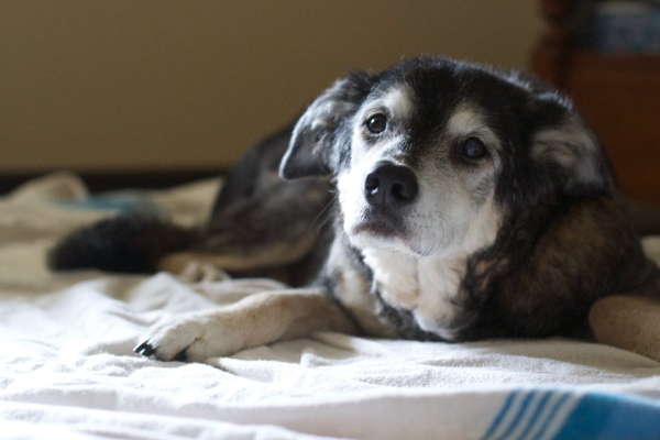 Senior Lab mix lying down on the bed