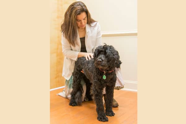 Dog with spondylosis being palpated by veterinarian