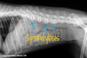 spondylosis xray toegrips
