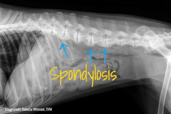 Xray of a dog with arrows pointing to the spondylosis