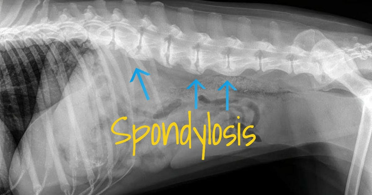 spondylose hund bilder