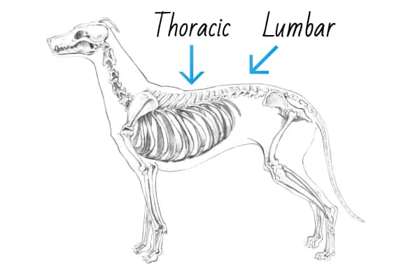 diagram of dog's spine, photo