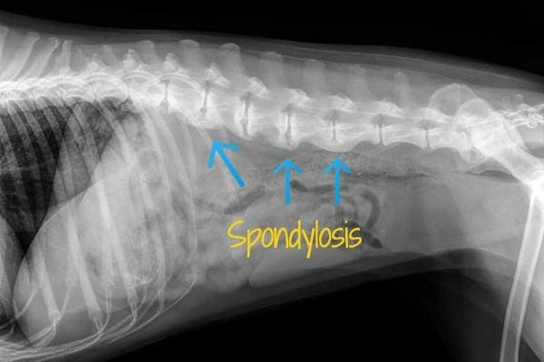 Labeled X-ray of spondylosis on a dog's spine