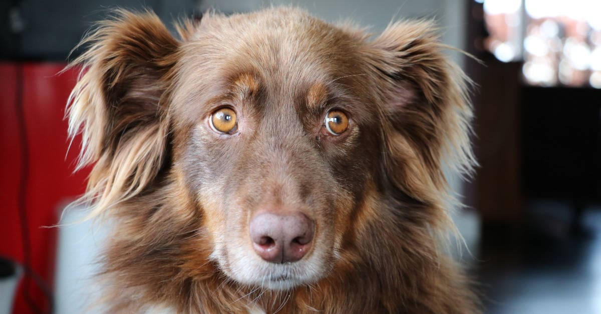 Old Dog Seizures Everything You Need to Know to Help Your Dog