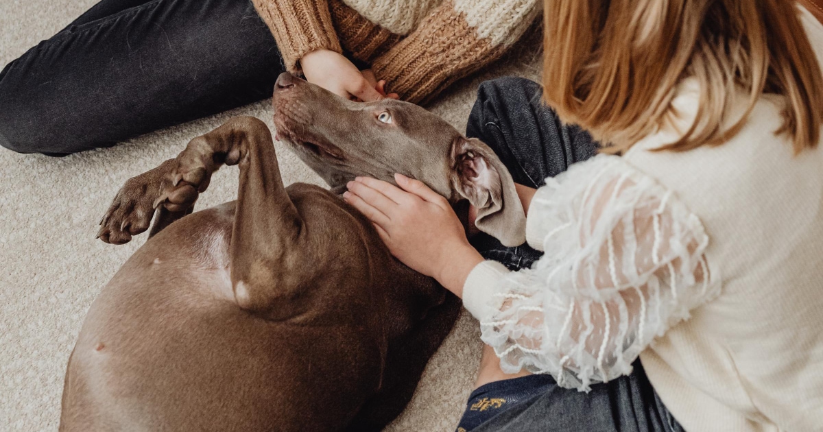 Real-life Lassies! Study shows dogs really will rush to help their owners  when they cry