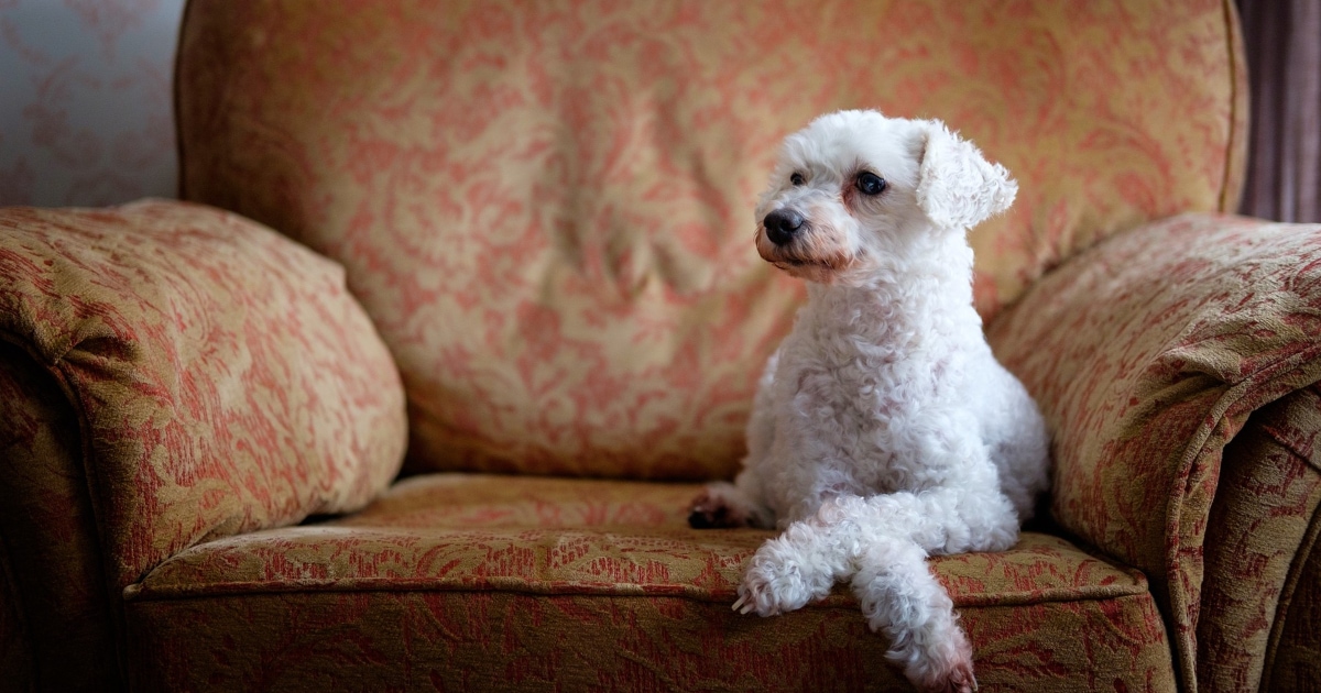 Dog paw wipes outlet for yeast