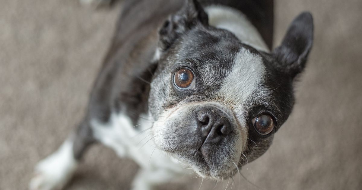 Dog Stung By A Bee? Here's How to Treat It - Whole Dog Journal