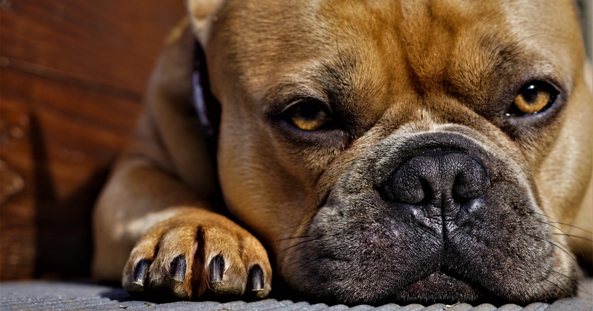 8 Common Dog Paw Problems