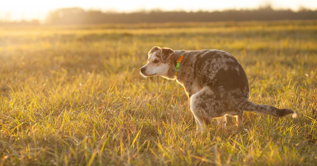 How Long Can A Dog Go Without Pooping? A Vet Answers - Dr. Buzby's