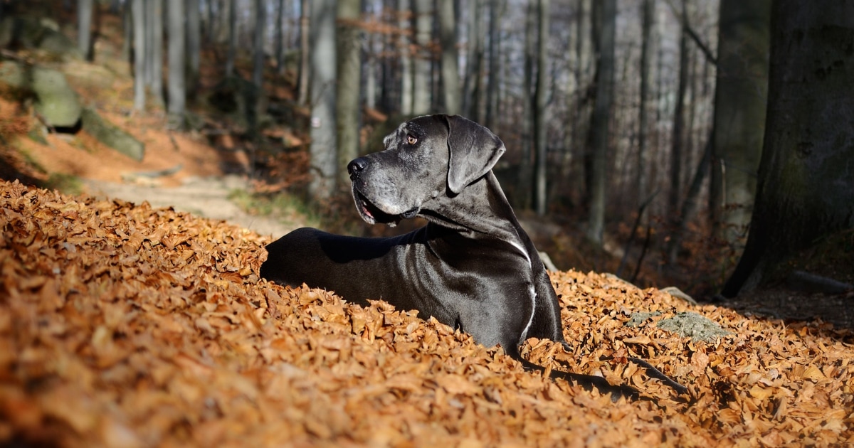 Great dane best sale vomiting yellow