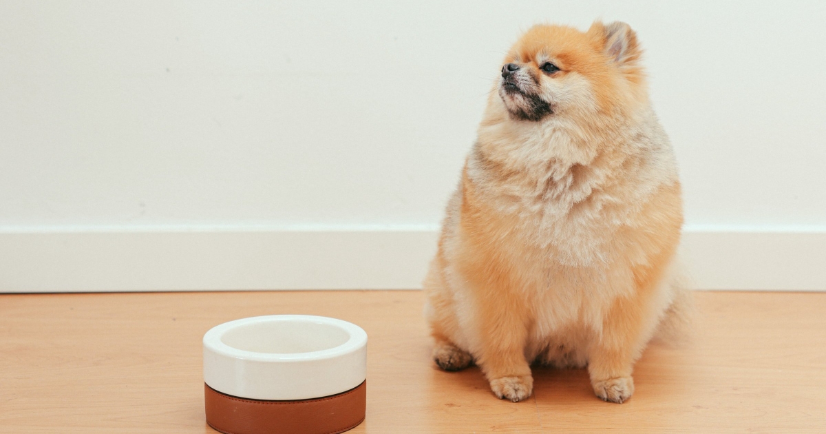 What is the best low clearance fat dog food for pancreatitis