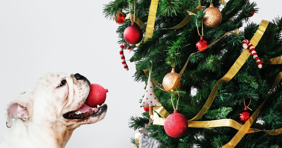 37 Dog Christmas Gifts Ideas