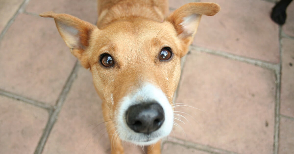 Should Dogs Eat Nylabones? Learn About Safer Alternatives