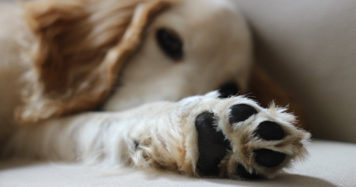 Dog paws all you need to know about them