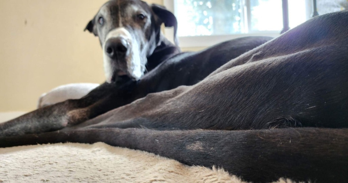 Dog has bad dandruff and best sale losing hair