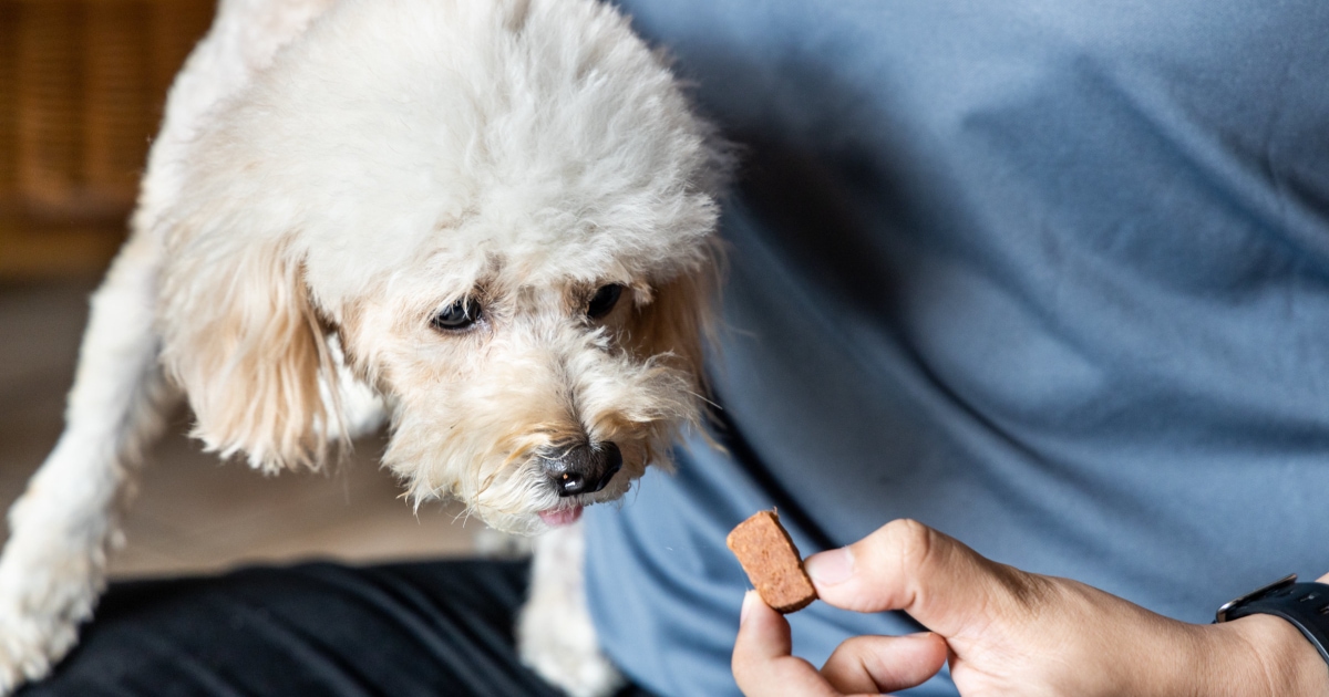 Heartworm medication for small hot sale dogs