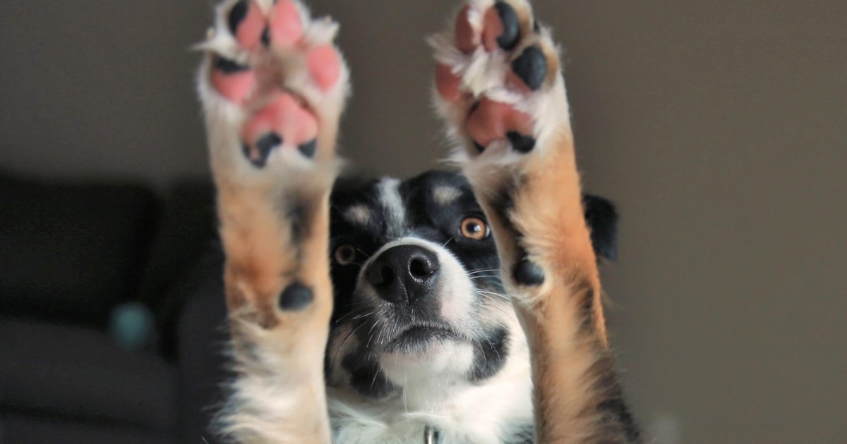 Treating a hotsell cut paw pad