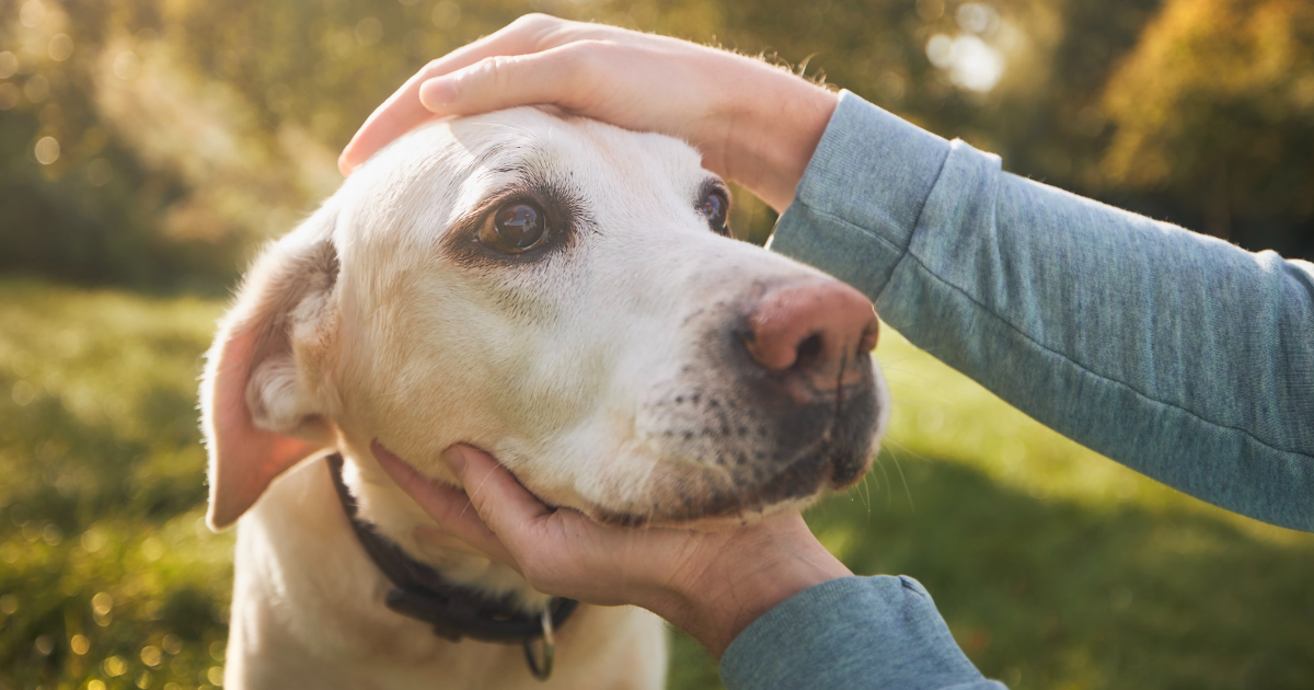 dog-eye-melanoma-types-symptoms-and-treatment-dr-buzby-s-toegrips