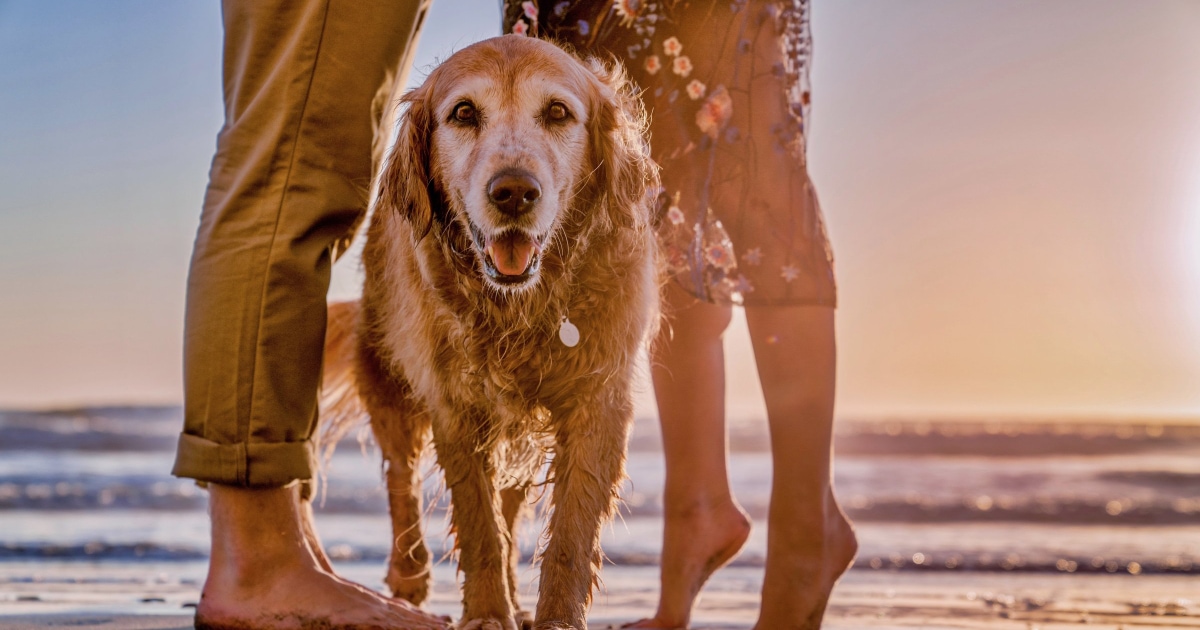 Hypercalcemia in Dogs 9 Causes of High Calcium Dr. Buzby's ToeGrips