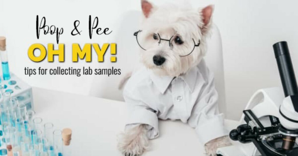 White dog wearing a lab coat next to a microscope and the title reads: Poop & Pee Oh My! Collecting Dog Poop and Urine Samples