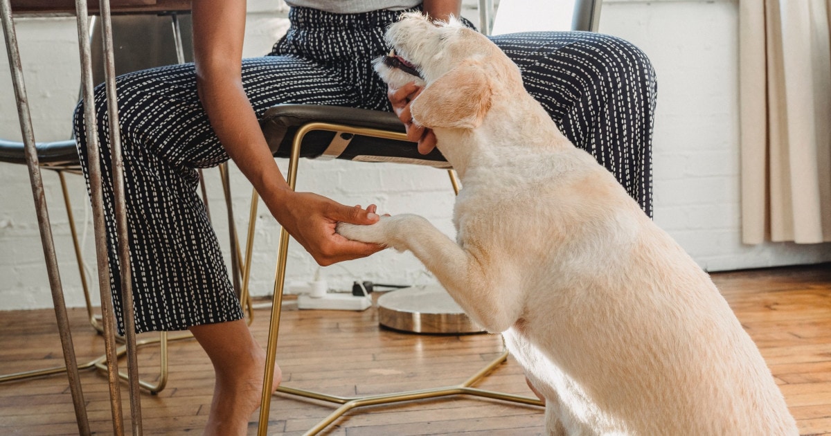 Why Is My Dog Limping on a Front Leg? 10 Causes Dr. Buzby's ToeGrips