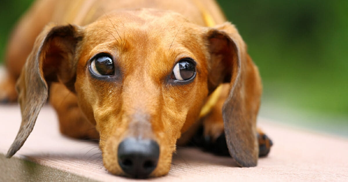 Are Your Dear Old Dog’s Back Legs Collapsing? 6 Reasons Why