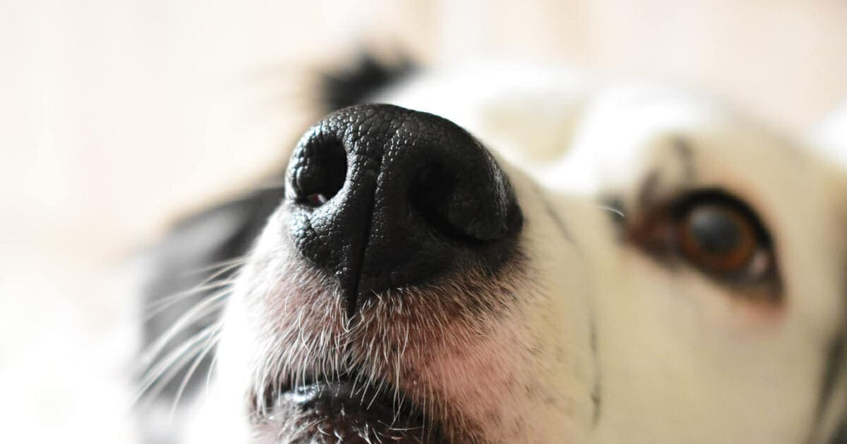 My dog's nose is hot sale clogged