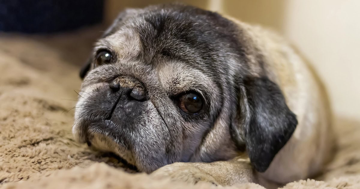 Can I Put Aquaphor On My Dog A Vet Addresses 11 Scenarios Dr Buzby can-i-put-aquaphor-on-my-dog-a-vet-addresses-11-scenarios-dr-buzby