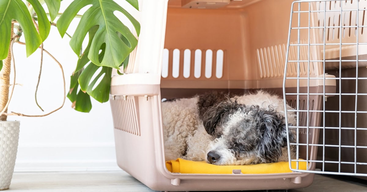 how to crate train a senior dog